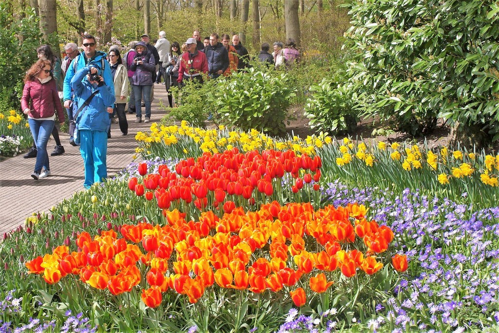 holandsko-kvetinove-korzo-a-amsterdam-holandsko-keukenhof