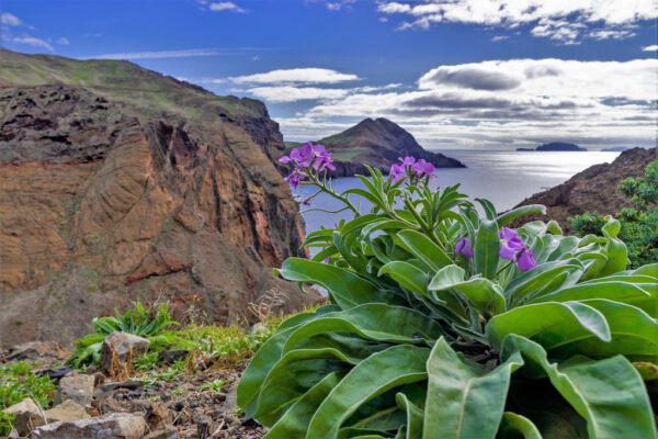 Madeira: Poznávání a turistika ostrovem věčného jara