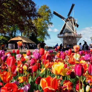 Květinové Korzo: Za tulipány do Holandska